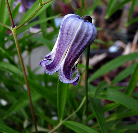 {Clematis socialis}